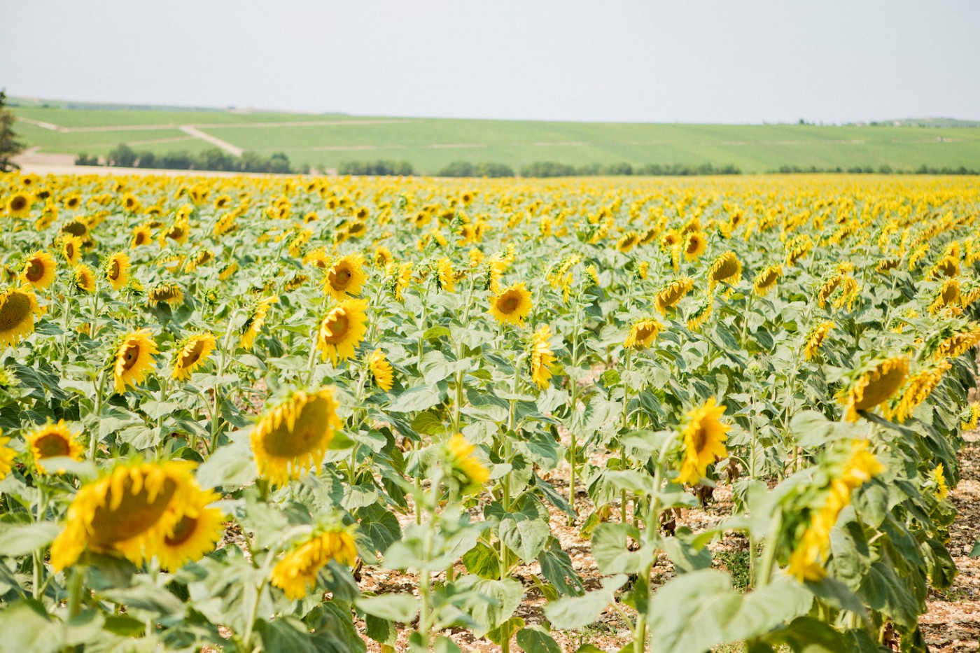 The Golden Bun | sunflower field France, turnesol France, Sonnenblumenfeld Frankreich