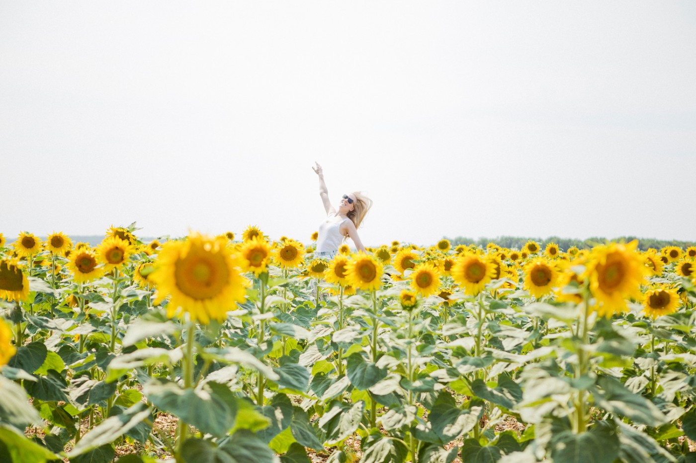 The Golden Bun | sunflower field France, turnesol France, Sonnenblumenfeld Frankreich