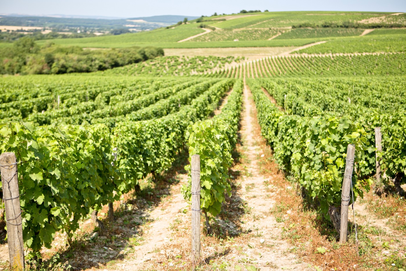 The Golden Bun | Tour de France, wine tasting in the Bourgogne, vin en Bourgogne, Sancerre, Pouilly, Restaurant Le Chat à Cosne-sur-Loire