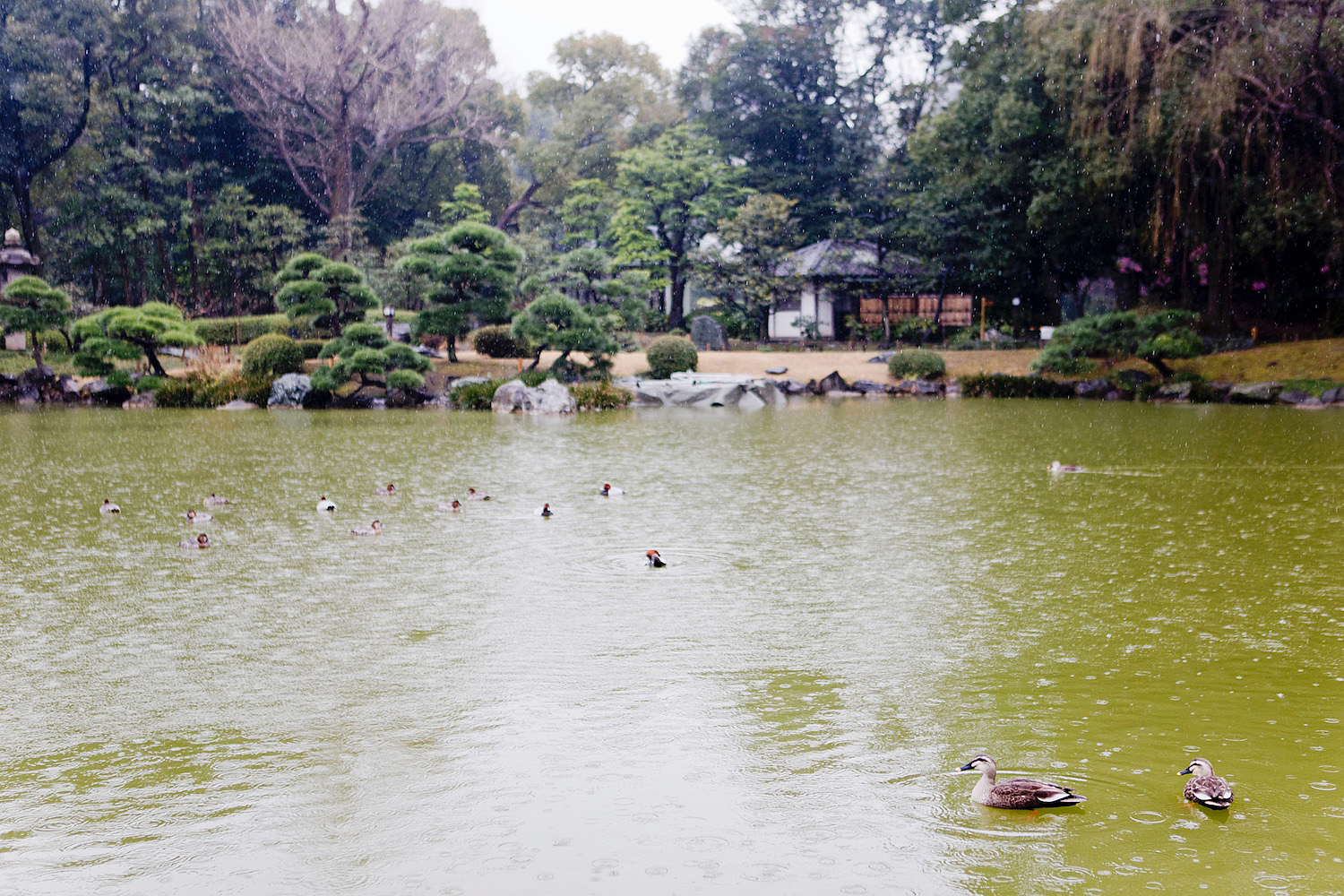 The Golden Bun's Guide to TOKIO | Kiyosumi-Park, 48 hours in Tokio www.thegoldenbun.com