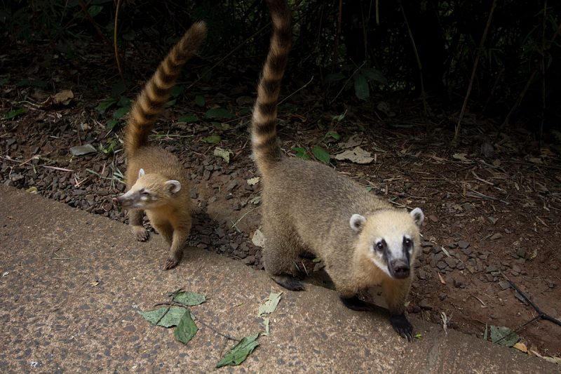 Iguazu flora fauna Sightseeing Argentinia Argentinien South America