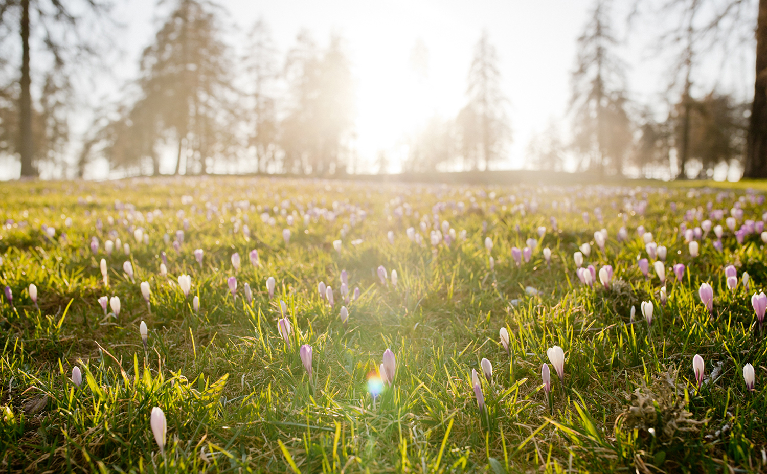 Crocos bloom in Jenesien / Möltner Kaser | Spring in South Tyrol